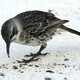 Image for article titled Meet the World's Most Amiable Vampire: The Hood Mockingbird